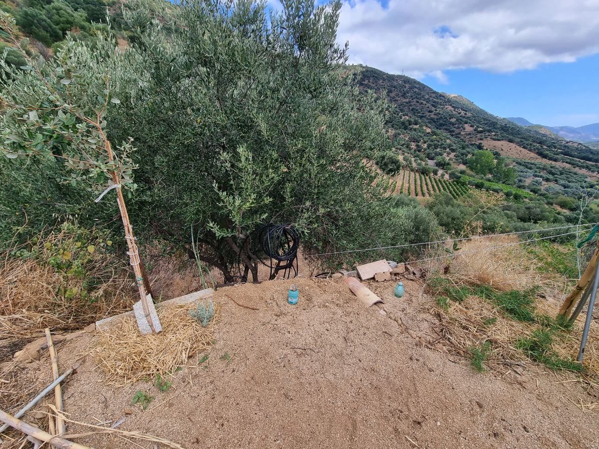 Young planting with mulch beneath an old olive tree at Sa Medada